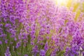 Lavender bush closeup. Royalty Free Stock Photo