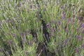 Lavender Bush Royalty Free Stock Photo