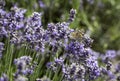 Lavender bush and flowers. Colorful meadow, Poland