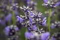 Lavender bush and flowers. Colorful meadow, Poland