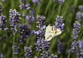 Butterfly and Lavender bush and flowers. Colorful meadow, Poland