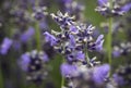 Lavender bush and flowers. Colorful meadow, Poland