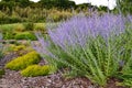 Lavender bush