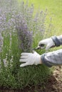 The lavender bush is pruned by the gardener after flowering with a pruner. Royalty Free Stock Photo