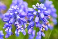 Lavender bush with purple flowers close-up. Beautiful, herb. color Royalty Free Stock Photo