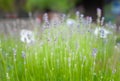 Lavender bush with purple flowers closeup Royalty Free Stock Photo