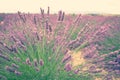 Lavender bush Royalty Free Stock Photo