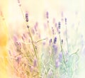 Lavender bush Royalty Free Stock Photo