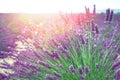Lavender bush in the sun Royalty Free Stock Photo