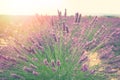 Lavender bush Royalty Free Stock Photo