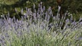 Lavender bush view Royalty Free Stock Photo