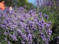 Lavender bush visited by honey bees