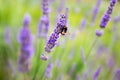 Lavender bushes with bee