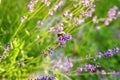 Lavender bushes close-up. An image with blurred and sharp lavender flowers. Royalty Free Stock Photo