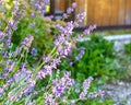 Lavender bushes close-up. An image with blurred and sharp lavender flowers. Royalty Free Stock Photo