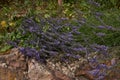 Lavender bushes closeup on evening light. Purple flowers of lavender. Provence region of france