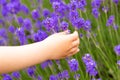 Lavender bushes closeup. Purple lavender field, beautiful blooming, English lavander. Child`s hand touches lavender flowers on a