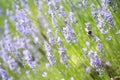 Lavender bushes closeup purple lavander flowers, abstract flower backgrounds