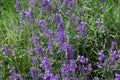 Lavender bushes closeup on sunny day. Royalty Free Stock Photo