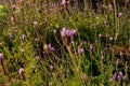 Lavender bushes closeup on sunset field close up. Blooming .Suns Royalty Free Stock Photo