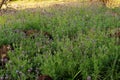 Lavender bushes closeup on sunset field close up. Blooming .Suns Royalty Free Stock Photo