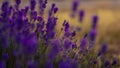 Lavender bushes closeup on sunset. gleam, Lavender flowers at sunlight in a soft focus, pastel colors and blur background. Violet Royalty Free Stock Photo