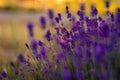 Lavender bushes closeup on sunset. gleam, Lavender flowers at sunlight in a soft focus, pastel colors and blur background. Violet