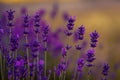 Lavender bushes closeup on sunset. gleam, Lavender flowers at sunlight in a soft focus, pastel colors and blur background. Violet Royalty Free Stock Photo