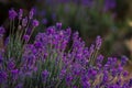 Lavender bushes closeup on sunset. gleam, Lavender flowers at sunlight in a soft focus, pastel colors and blur background. Violet Royalty Free Stock Photo