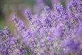 Lavender bushes closeup on sunset. Sunset gleam over purple flowers of lavender