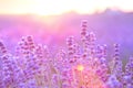 Lavender bushes closeup on sunset. Sunset gleam over purple flowers of lavender. Bushes on the center of picture and sun