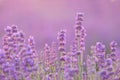 Lavender bushes closeup on sunset. Sunset gleam over purple flowers of lavender. Provence region of france Royalty Free Stock Photo