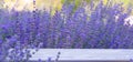 Lavender bushes closeup on sunset. Sunset gleam over purple flowers of lavender. Provence region of france Royalty Free Stock Photo