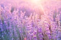 Lavender bushes closeup on sunset. Sunset gleam over purple flowers of lavender. Provence region of france