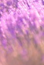 Lavender bushes closeup on sunset. Sunset gleam over purple flowers of lavender. Provence region of France. Royalty Free Stock Photo