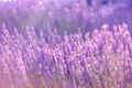 Lavender bushes closeup on sunset. Sunset gleam over purple flowers of lavender. Provence region of France. Royalty Free Stock Photo