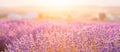 Lavender bushes closeup on sunset. Sunset gleam over purple flowers of lavender. Provence region of France. Royalty Free Stock Photo