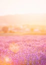 Lavender bushes closeup on sunset. Sunset gleam over purple flowers of lavender. Provence region of France. Royalty Free Stock Photo