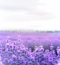 Lavender bushes closeup on sunset. Sunset gleam over purple flowers of lavender. Provence region of France. Royalty Free Stock Photo