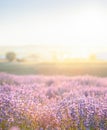 Lavender bushes closeup on sunset. Sunset gleam over purple flowers of lavender. Provence region of France. Royalty Free Stock Photo