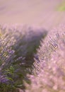 Lavender bushes closeup on sunset. Sunset gleam over purple flowers of lavender. Provence region of France. Royalty Free Stock Photo