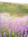 Lavender bushes closeup on sunset. Sunset gleam over purple flowers of lavender. Provence region of France. Royalty Free Stock Photo