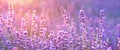 Lavender bushes closeup on sunset, horizontal background. Sunset gleam over purple flowers of lavender. Bushes on the Royalty Free Stock Photo