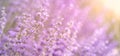 Lavender bushes closeup on sunset, horizontal background. Sunset gleam over purple flowers of lavender. Bushes on the