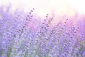 Lavender bushes closeup on sunset. Sunset gleam over purple flowers of lavender. Provence region of france