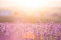 Lavender bushes closeup on sunset. Sunset gleam over purple flowers of lavender. Provence region of France. Royalty Free Stock Photo