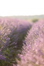 Lavender bushes closeup on sunset. Sunset gleam over purple flowers of lavender. Provence region of France. Royalty Free Stock Photo