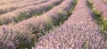 Lavender bushes closeup on sunset. Sunset gleam over purple flowers of lavender. Provence region of France. Royalty Free Stock Photo