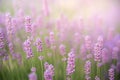 Lavender bushes closeup on sunset. Sunset gleam over purple flowers of lavender. Provence region of France. Royalty Free Stock Photo