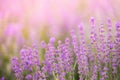 Lavender bushes closeup on sunset. Sunset gleam over purple flowers of lavender. Provence region of France. Royalty Free Stock Photo